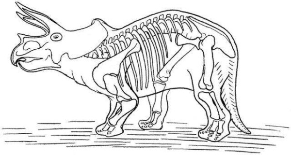 Download Dinosaur Skeleton Coloring Page | Dinosaurs Pictures and Facts